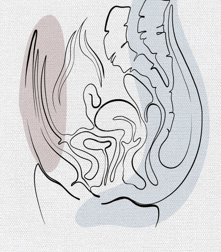Detalle feto in utero Womb Essence anatomía educativa Massinart