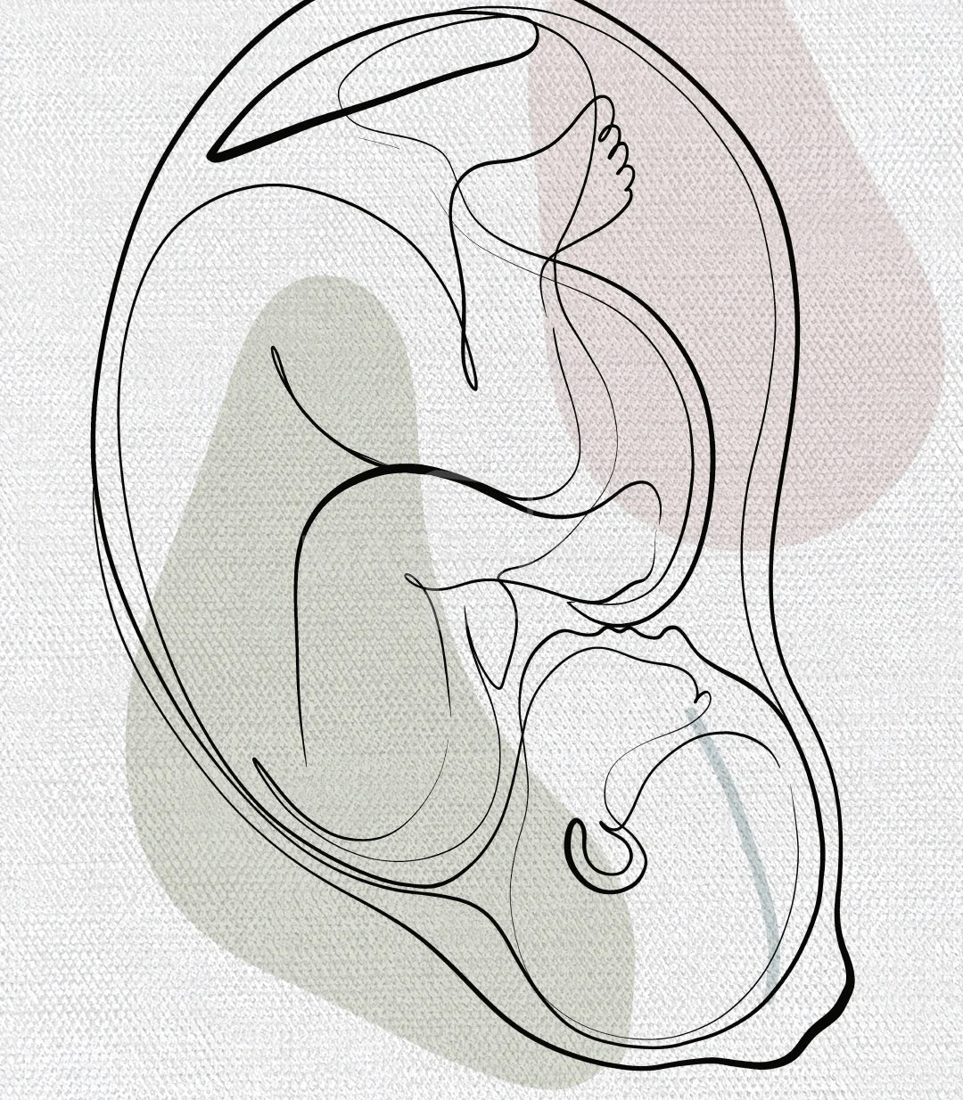 Detalle ilustración útero Womb Essence línea minimalista Massinart