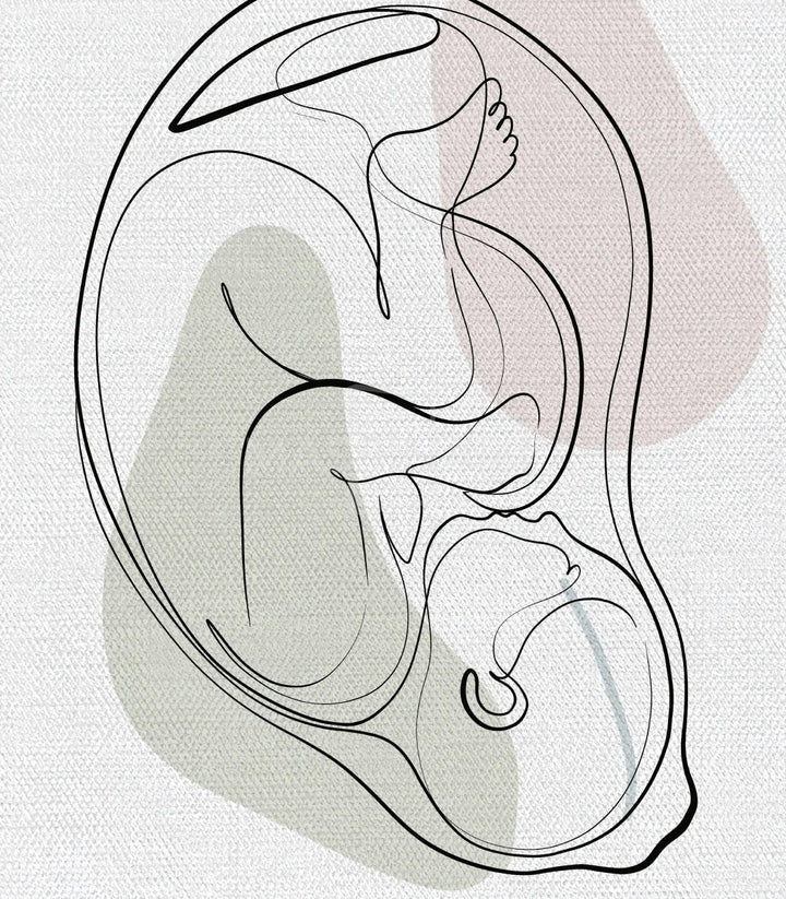 Detalle ilustración útero Womb Essence línea minimalista Massinart