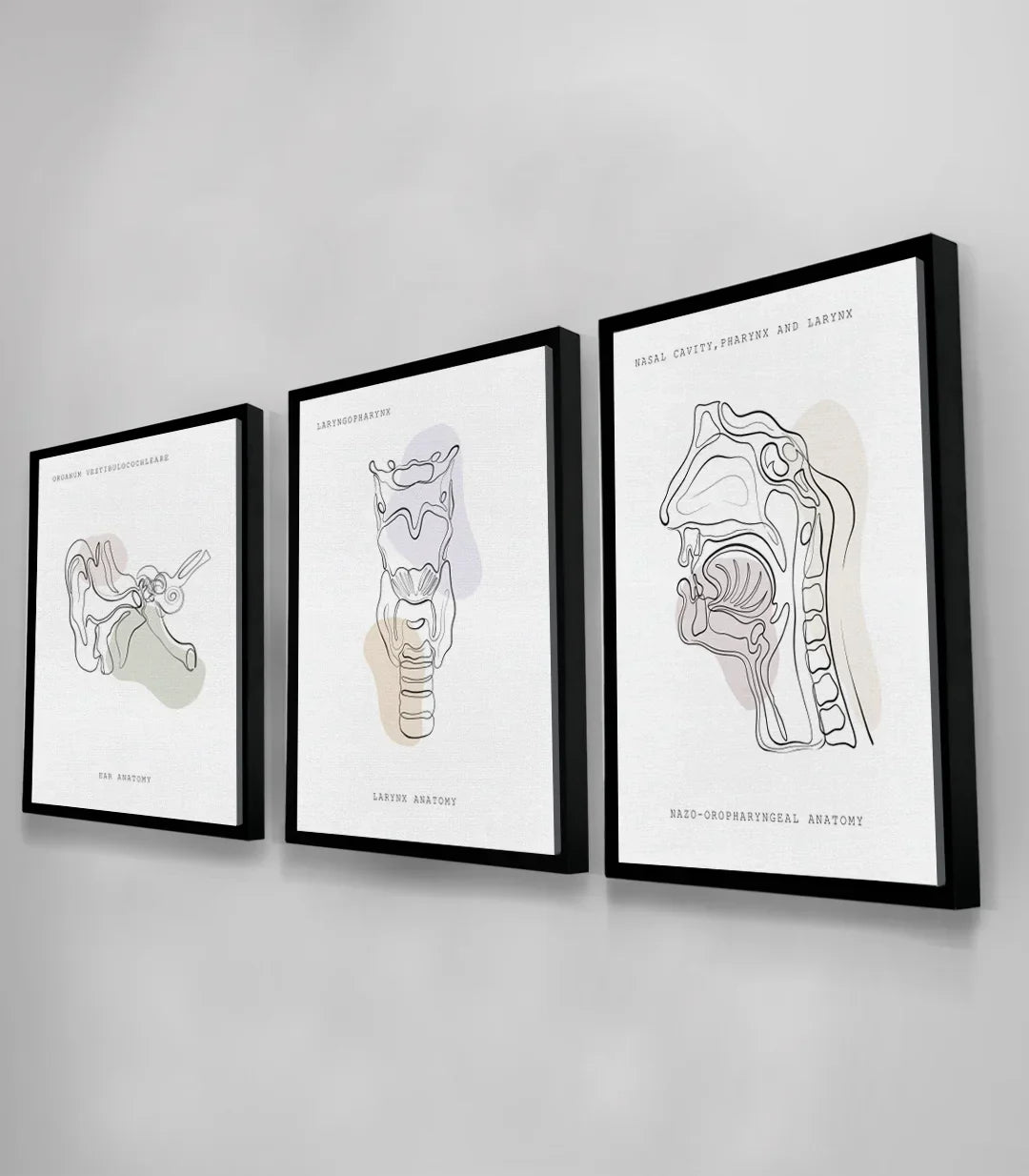 Cuadro Sonic Anatomy detalle cavidad nasal esquema anatómico — Massinart