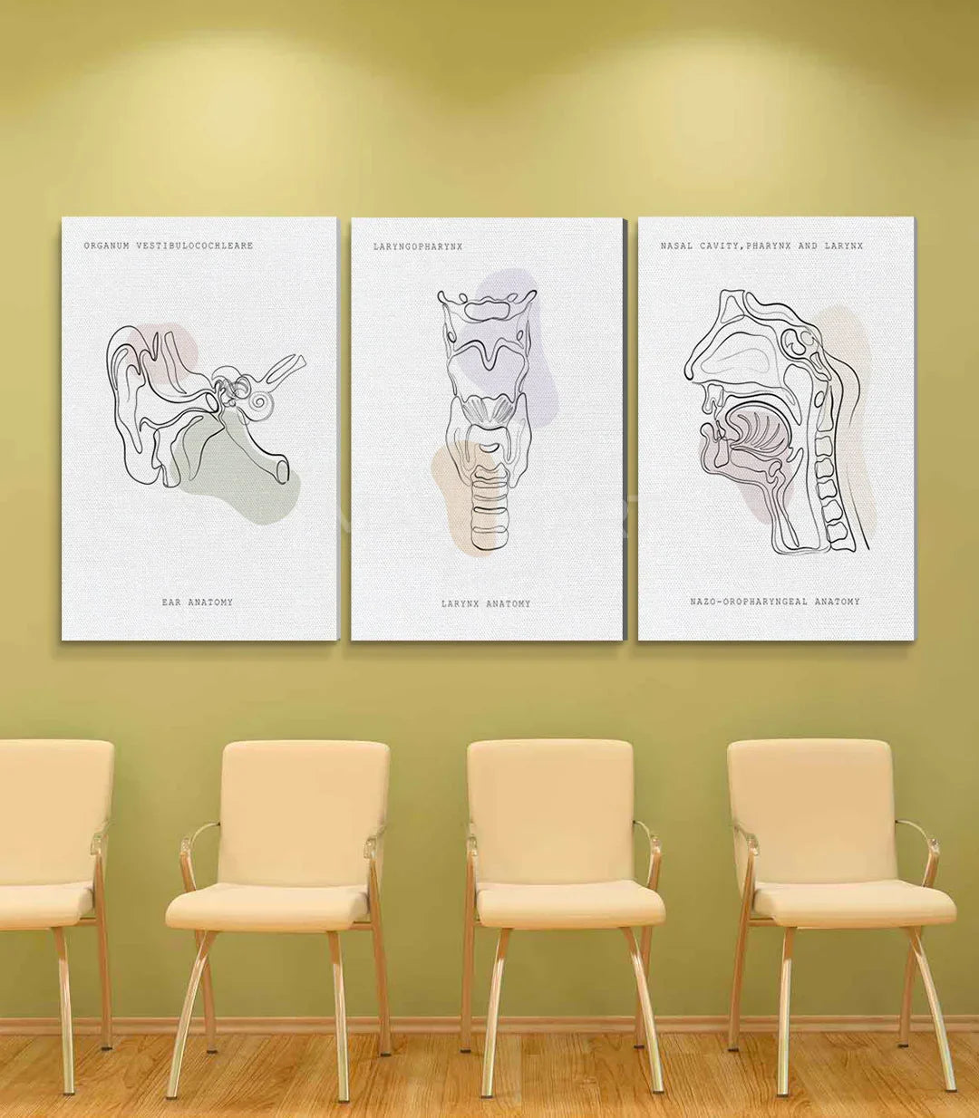 Cuadro Sonic Anatomy detalle oído anatomía minimalista ilustración médica — Massinart