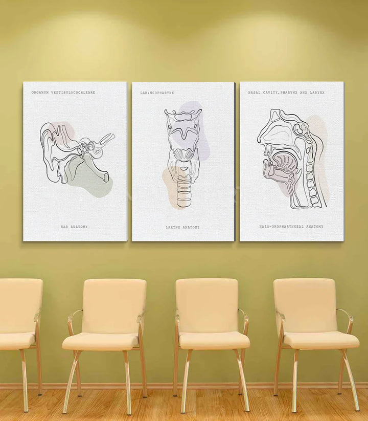Cuadro Sonic Anatomy detalle oído anatomía minimalista ilustración médica — Massinart