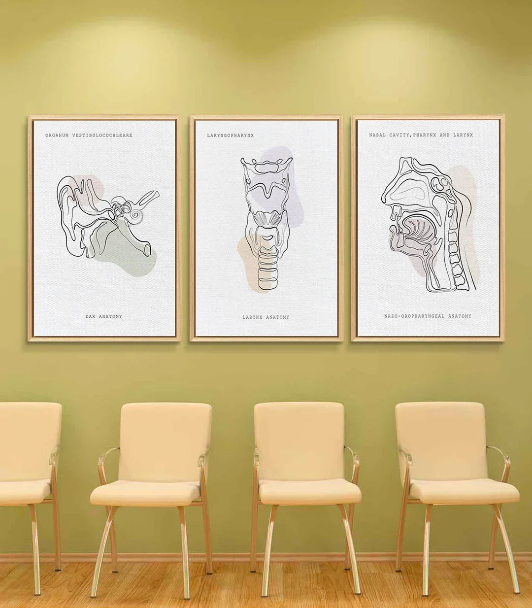 Decoración consulta médica: tres marcos negros con anatomía de otorrinolaringología — Massinart