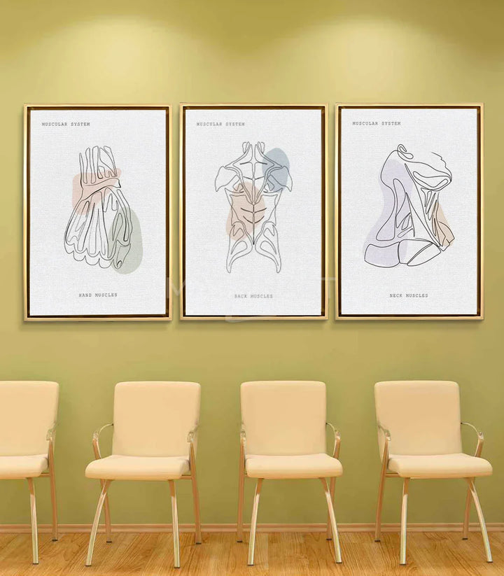 Lámina sistema muscular espalda anatomía decoración consulta médica Massinart
