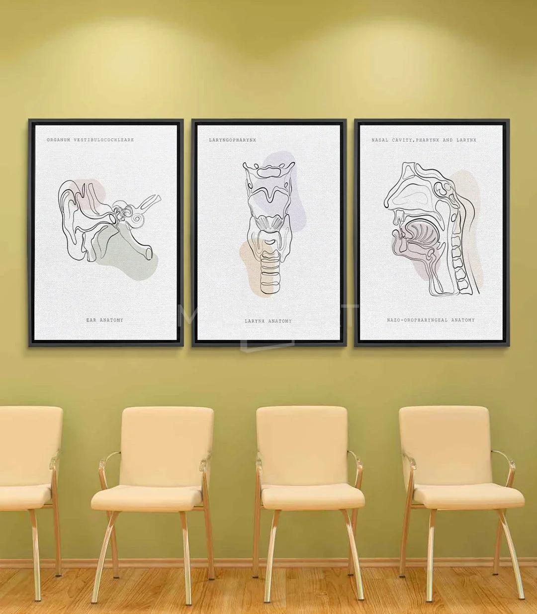 Cuadro Sonic Anatomy tríptico — tres dibujos anatómicos médicos en beige y negro sobre fondo blanco — Massinart