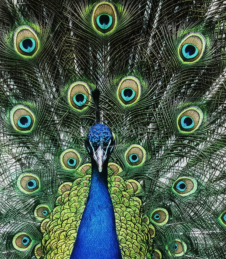 Ambiente de lujo en salón con cuadro pavo real iridiscente Massinart