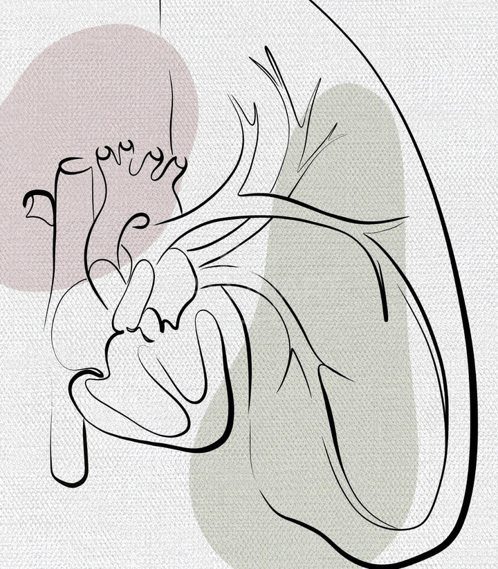 Vista amplia tríptico Heart Anatomy en pared blanca de consulta de salud — Massinart