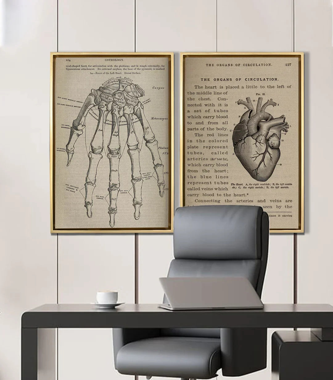 Cuadro Bone and Beat díptico — ilustración corazón y circulación sanguínea Massinart