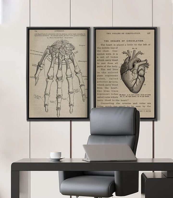 Cuadro Bone and Beat díptico — ilustración anatómica de mano estilo vintage Massinart