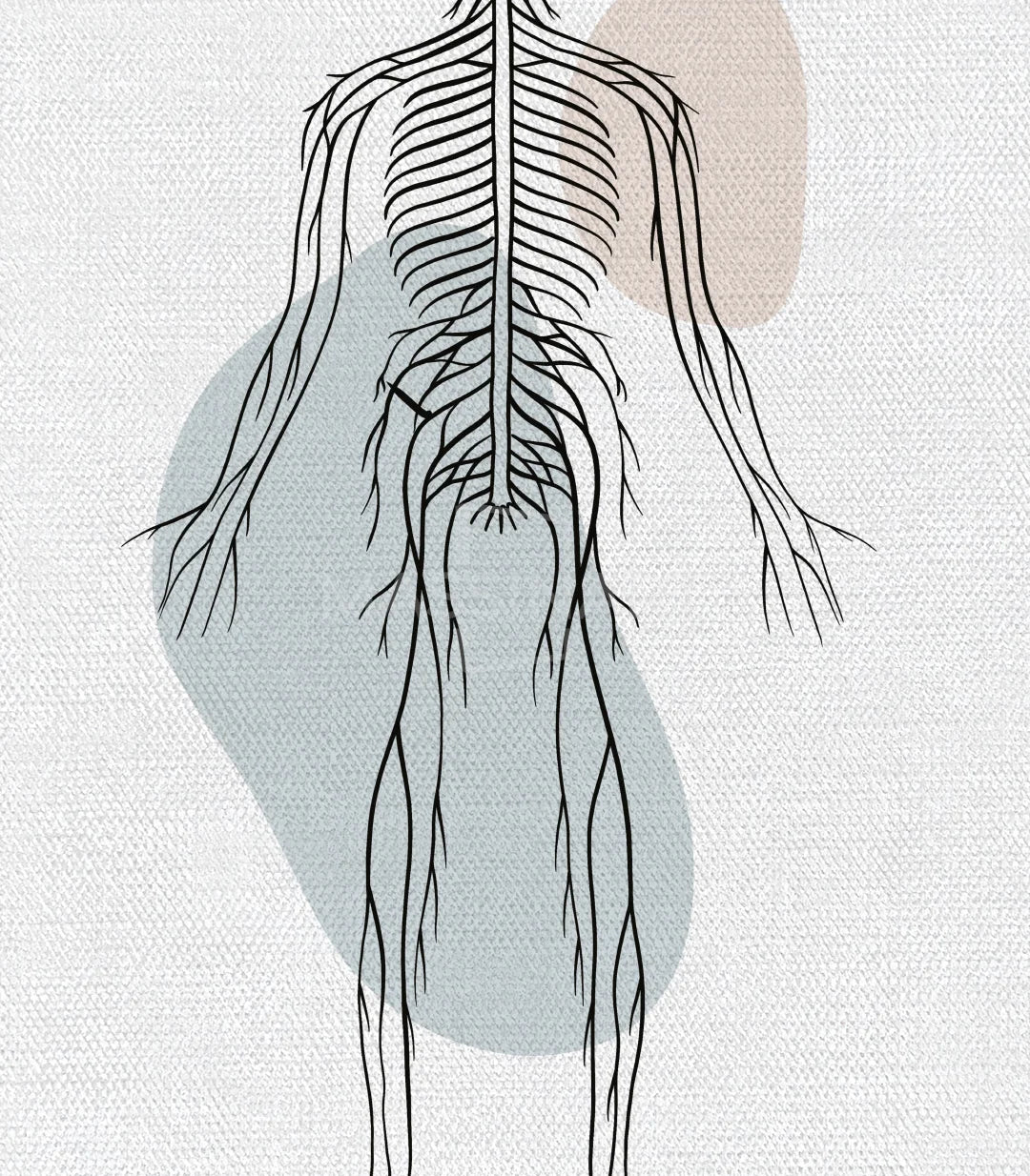 Cuadro Neural Network marco negro Massinart — anatomía moderna ilustración