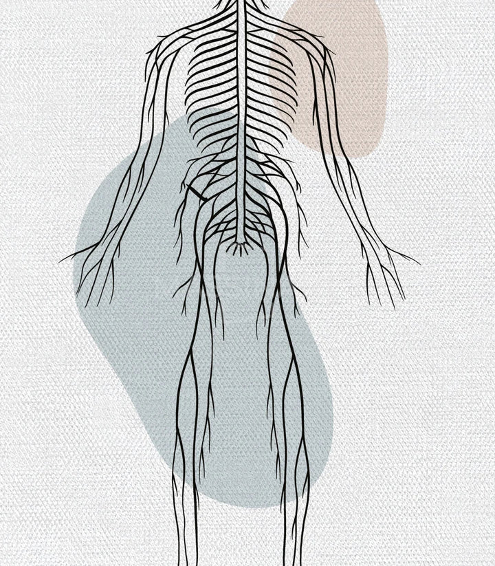 Cuadro Neural Network marco negro Massinart — anatomía moderna ilustración