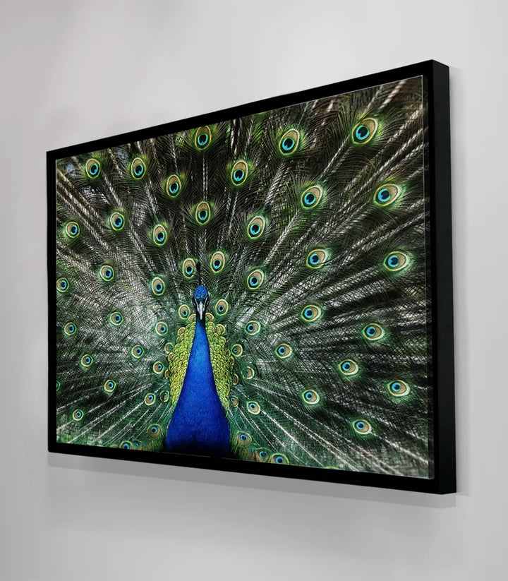 Cuadro pavo real Iridescent Glory Massinart — perspectiva pared salón