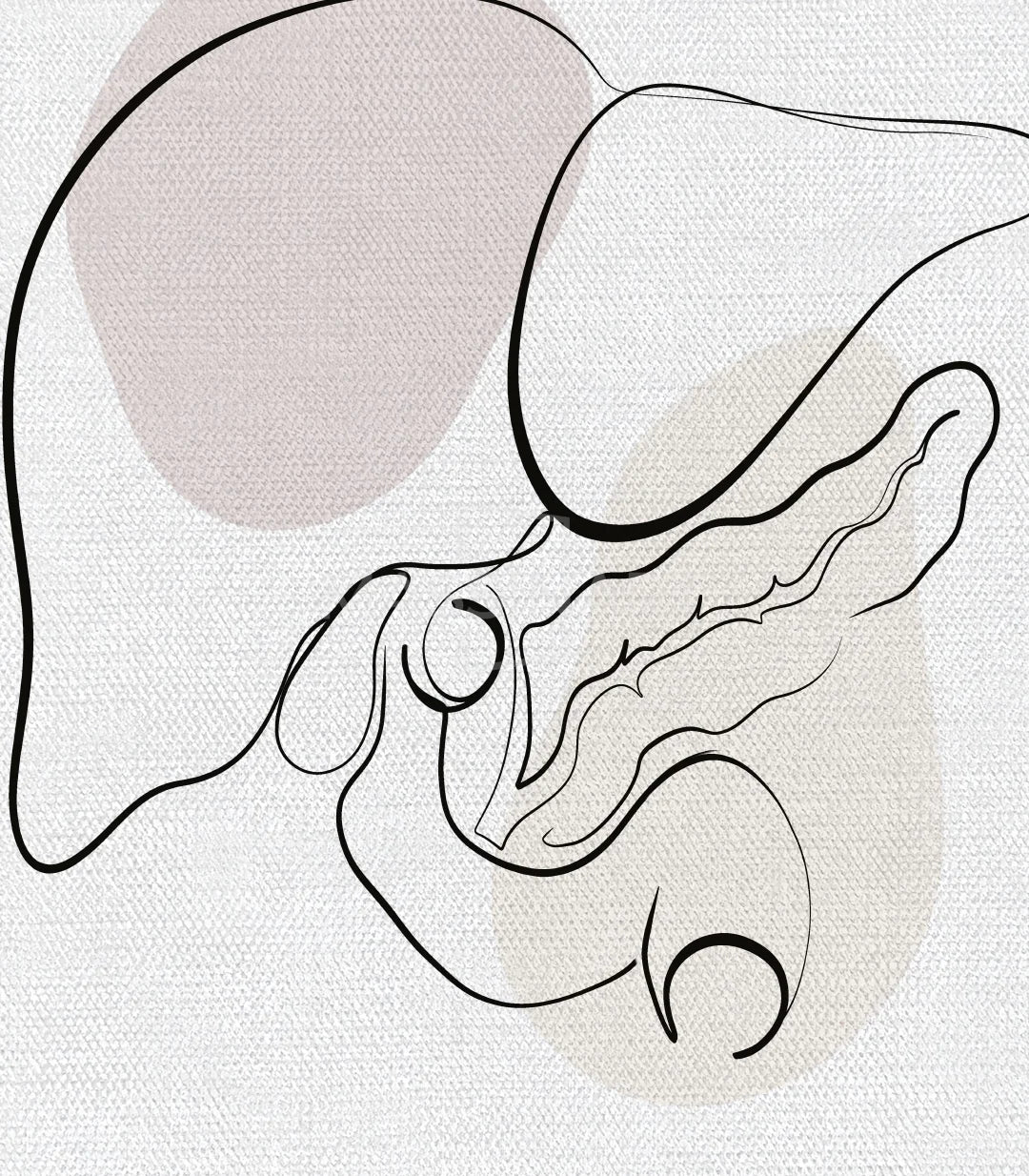 Cuadro Gastro Art tríptico, lámina anatómica escritorio moderno Massinart
