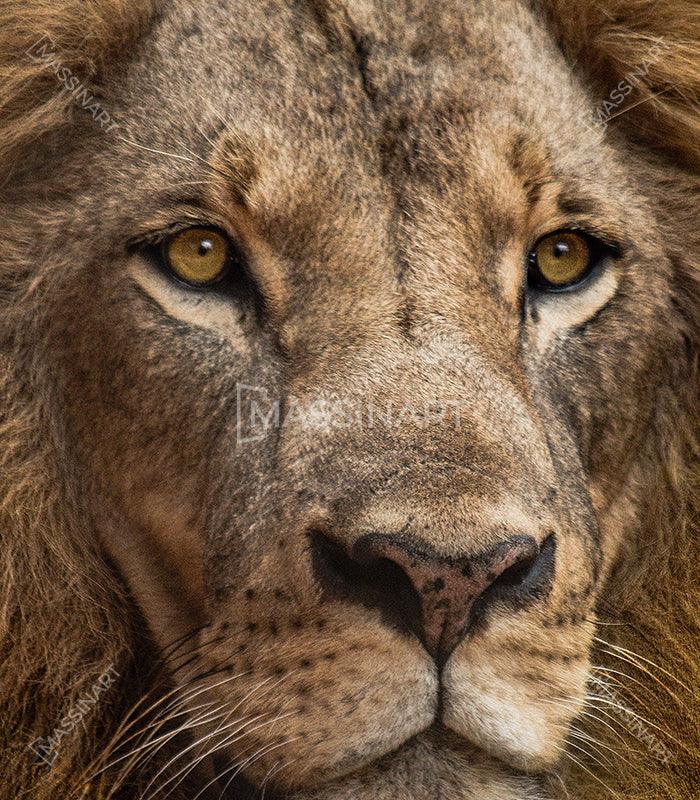 Cuadro Lion portrait Massinart — embalaje envío listo para colgar